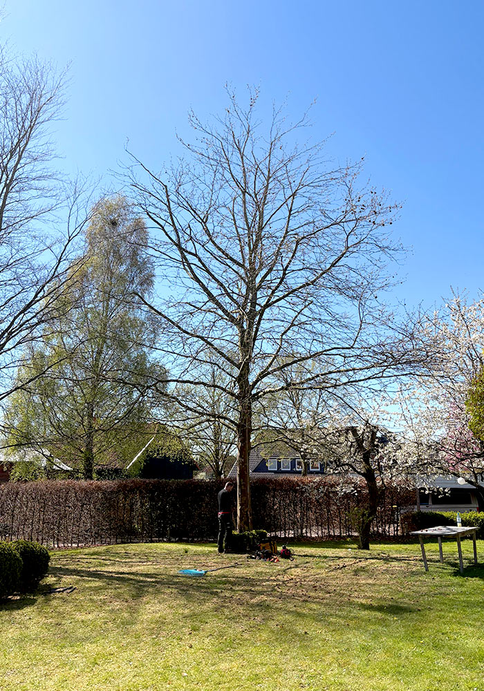 Baum vorher
