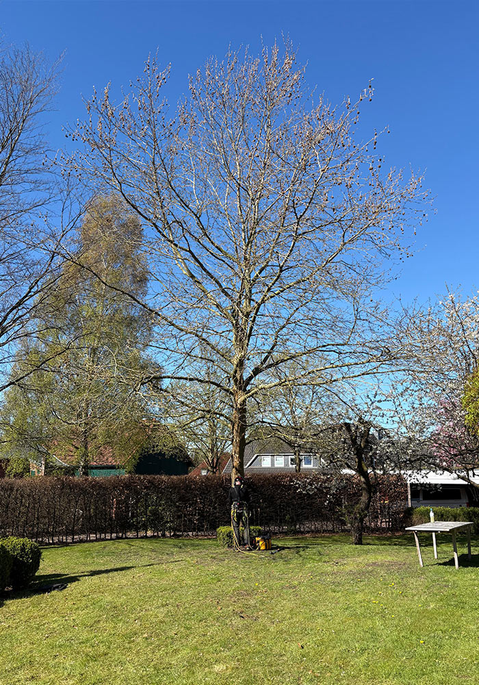 Baum nachher