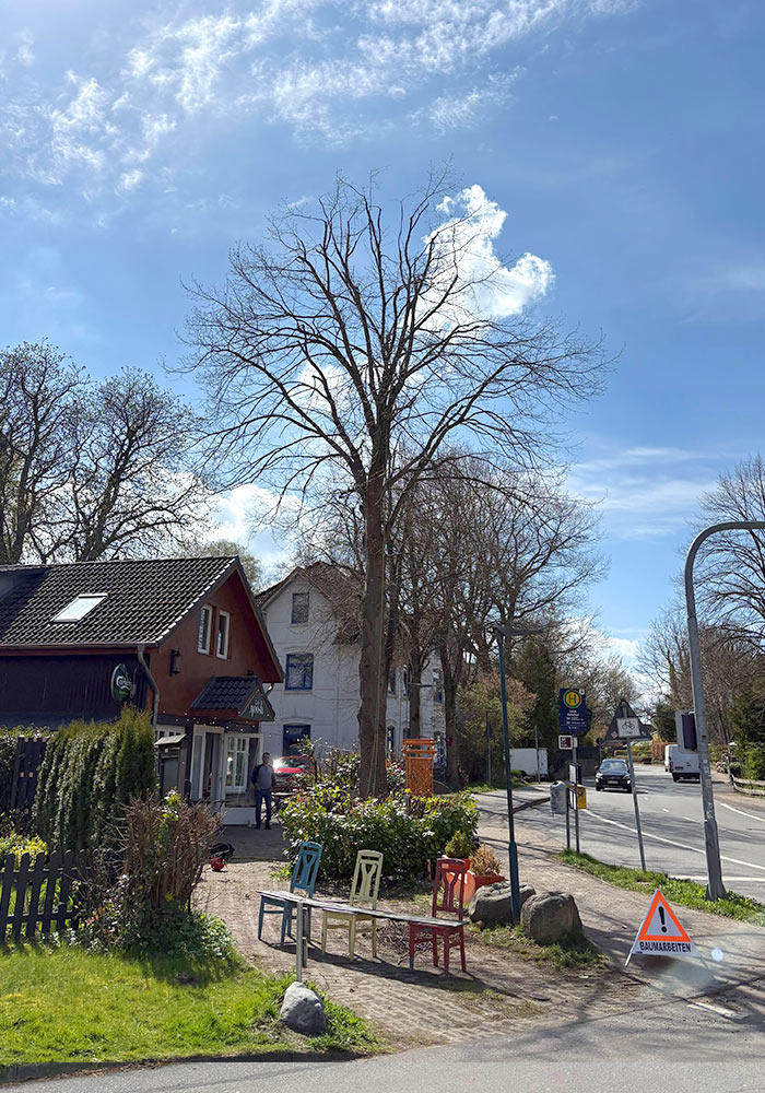 Baum vorher
