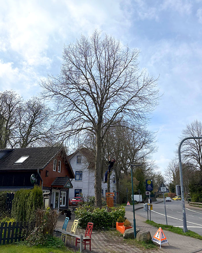 Baum nachher